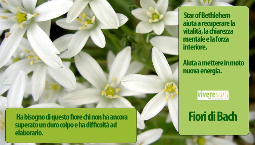 Fiori di Bach: Star of Bethlehem Fiori di Bach: Star of Bethlehem